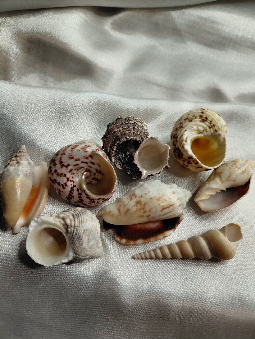 Natural Mixed Decorative CRAFTING Shells - Picture 2 of 2